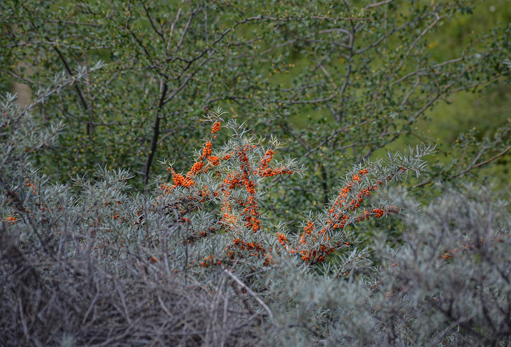 A group of sea buckthorn berry bushes line a field with bright orange berries a plenty.