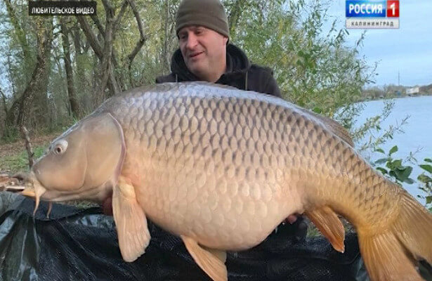 Giant fish caught in Russia