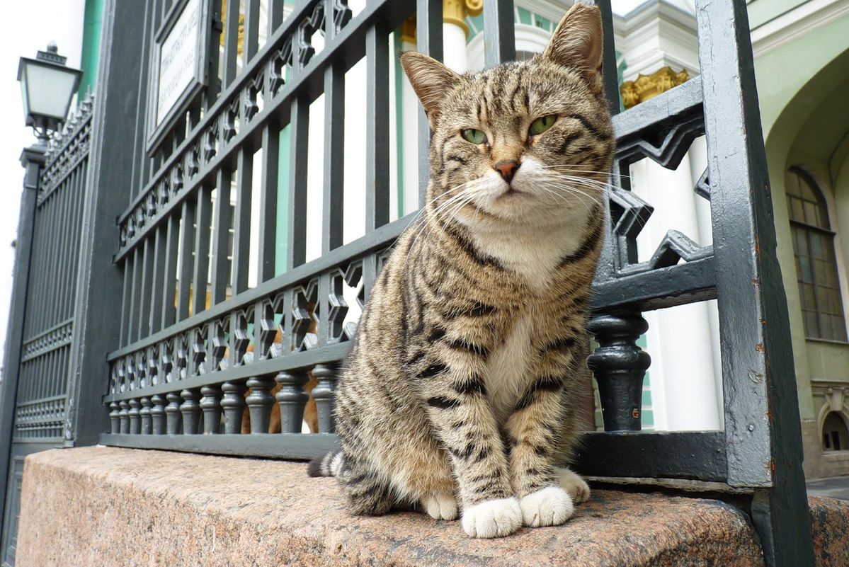 Hermitage cat