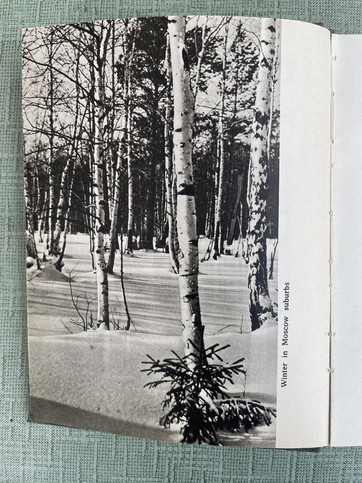 White snow and birch trees outside Moscow. 