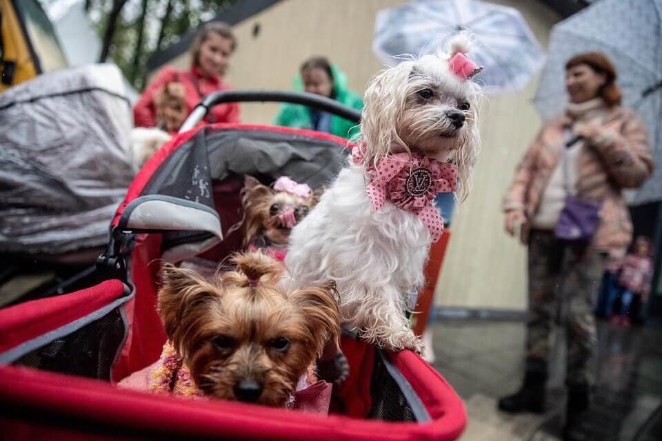 Moscow dog show