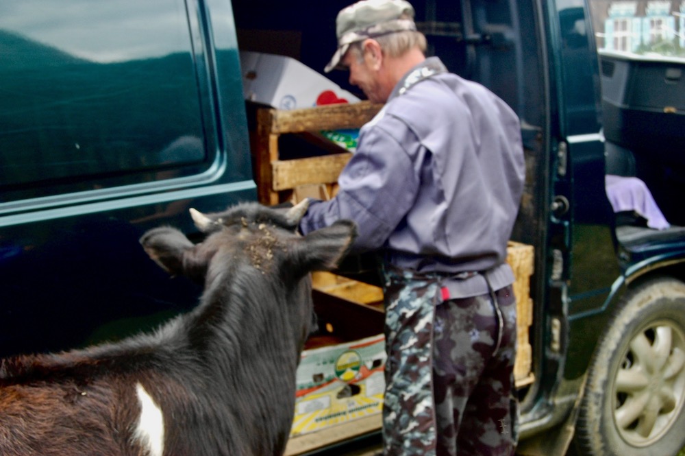 Cow looks into a bread truck. 