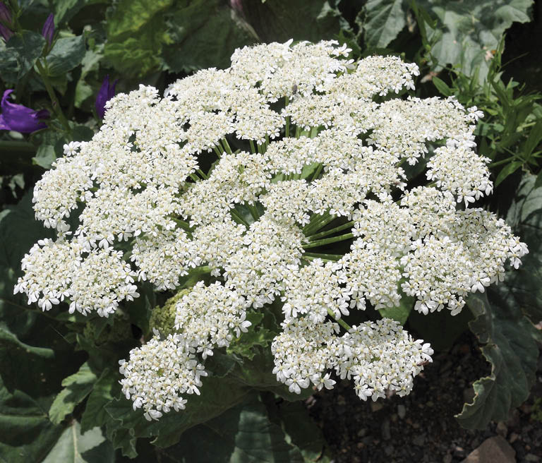 Pretty, but dangerous. Hogweed in bloom.