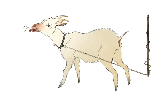 Leashed Goat