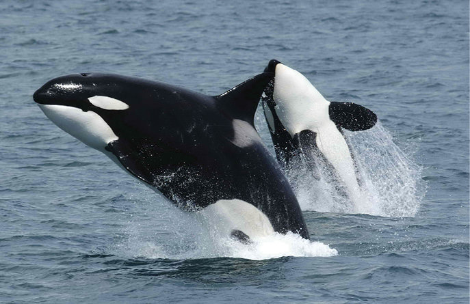 Orcas
