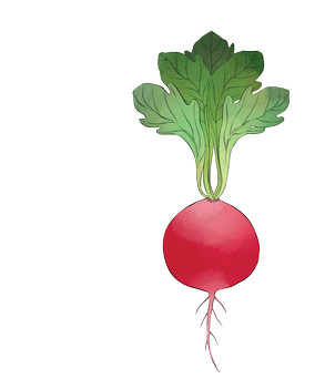 Radish