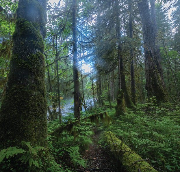 Virgin forest alongside the Chuken River.