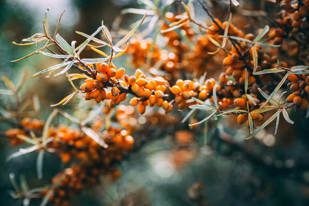 Bright orange berries tightly line the branch of a sea buckthorn plant. 