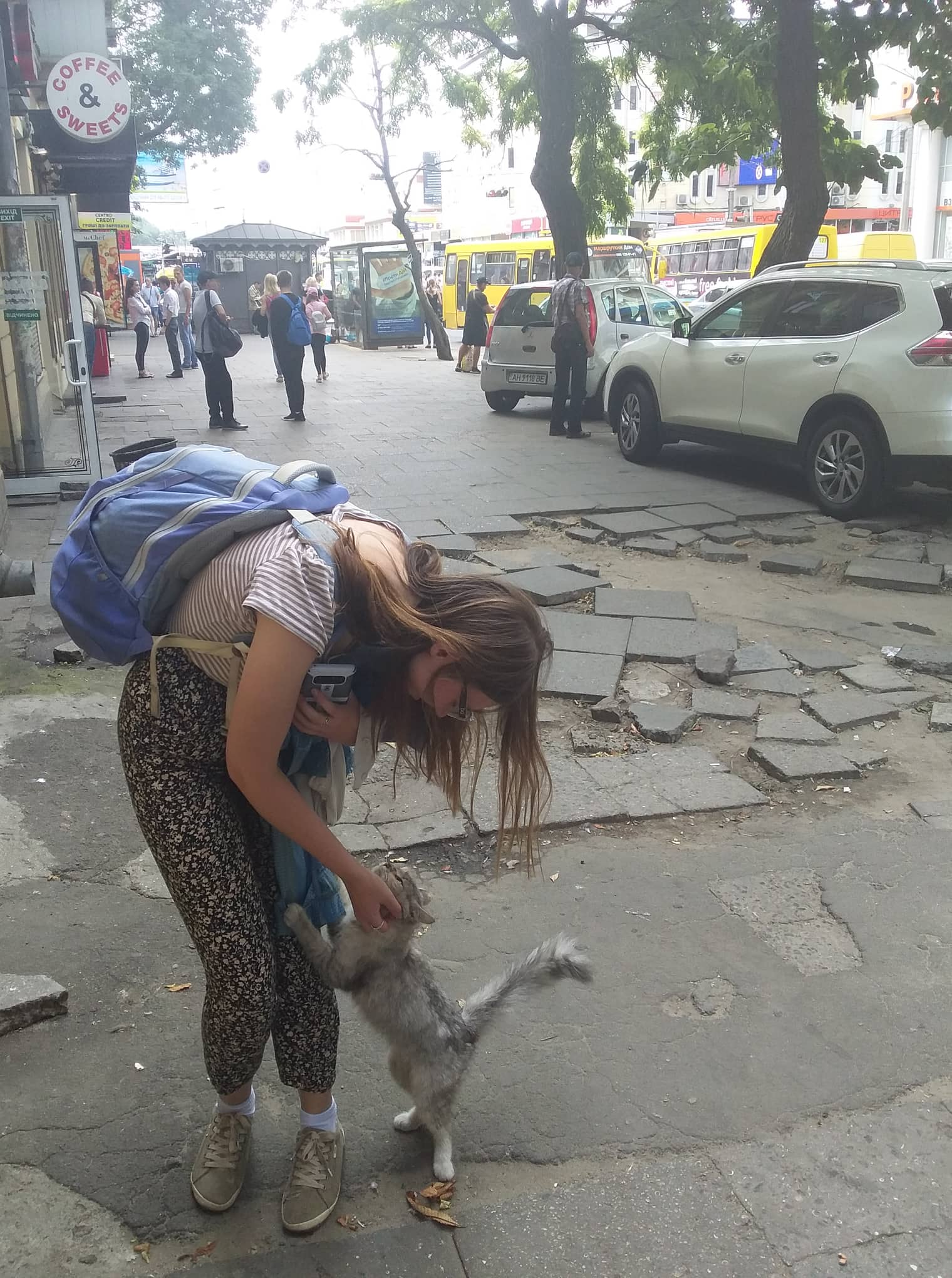 Odessa cat climbing up leg for petting