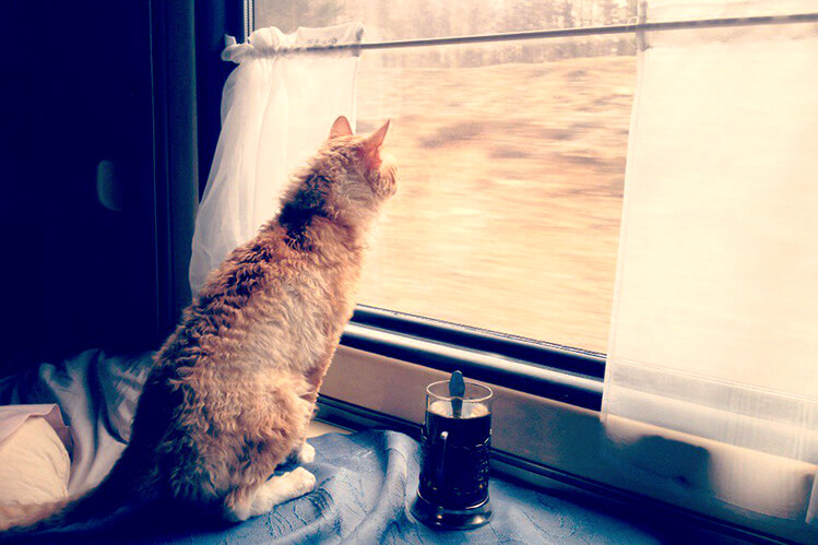 Cat looking out window of Russian train