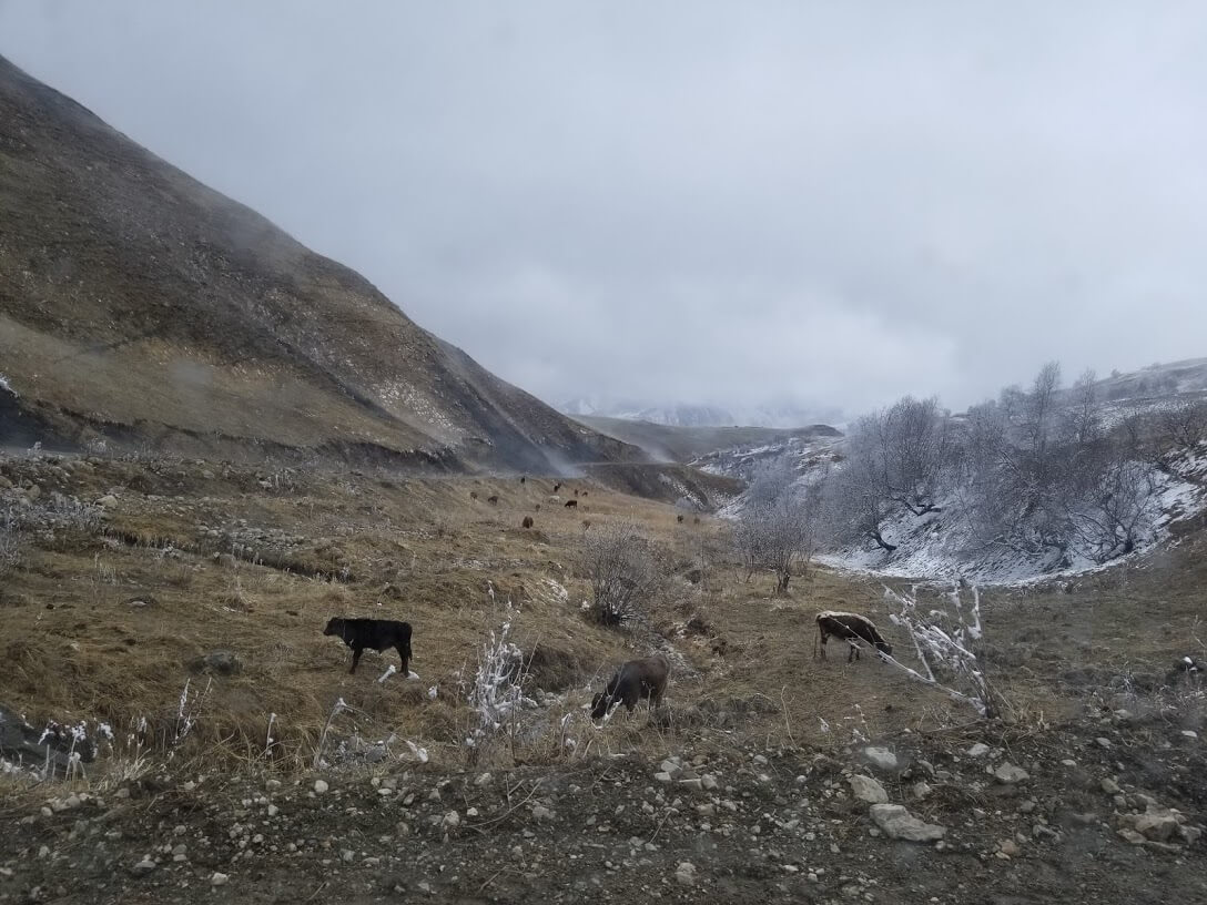 Cows caucasus