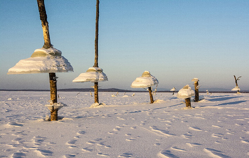 Ice Mushrooms