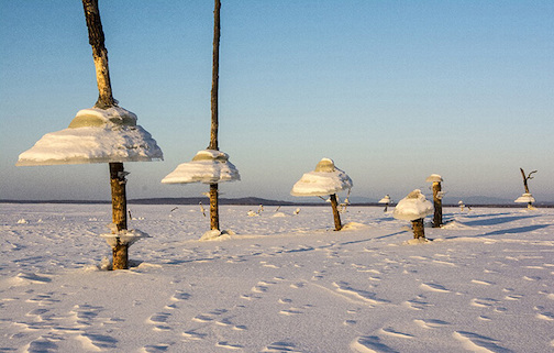 Ice Mushrooms