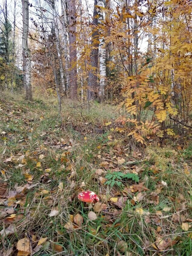 Fly agaric mushroom in forest