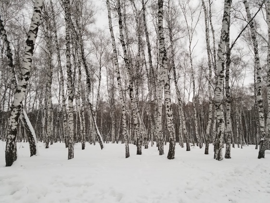 Myrhorod birch grove