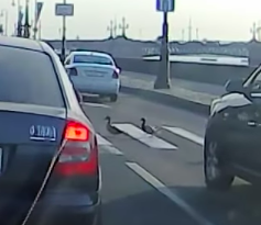 Ducks crossing the road