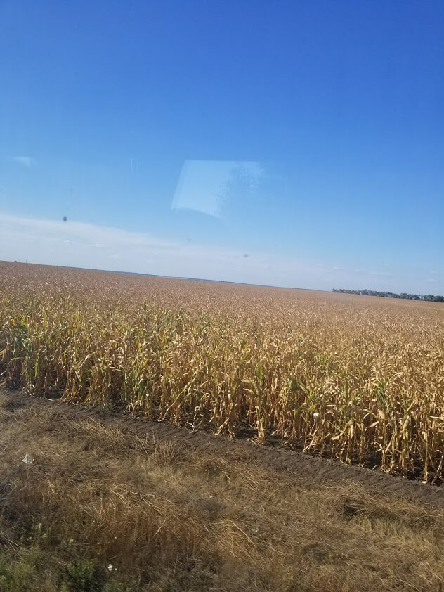 Wheat field in Ukraine