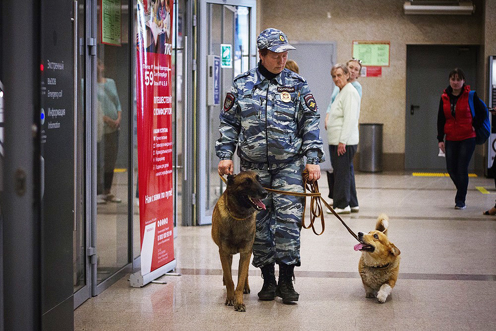 Police corgi