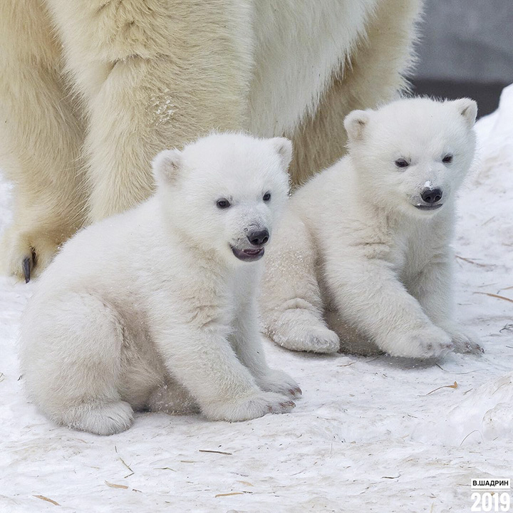 Polar bear cubs