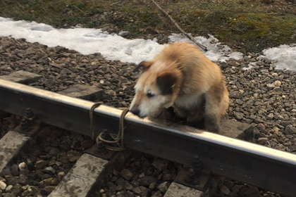 Dog on railroad tracks
