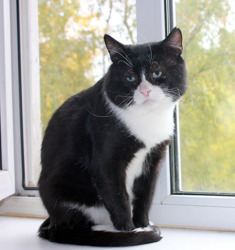 Filya, the saddest cat in Moscow