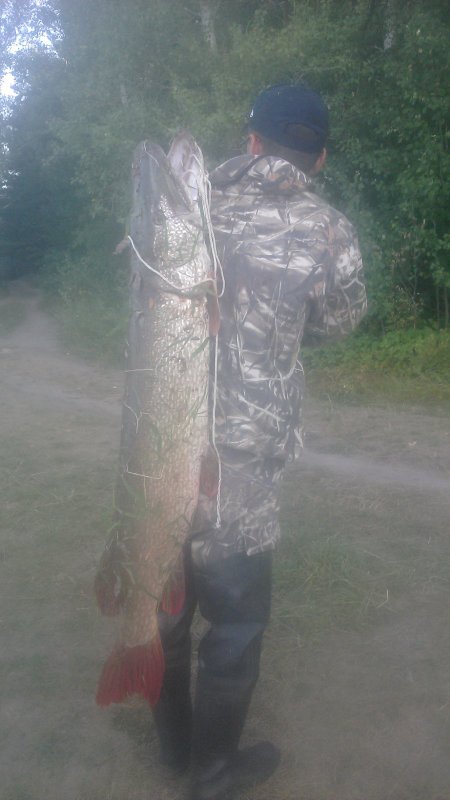 Big pike fish