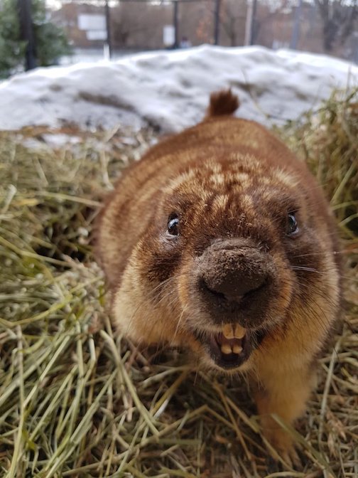 Groundhog in spring