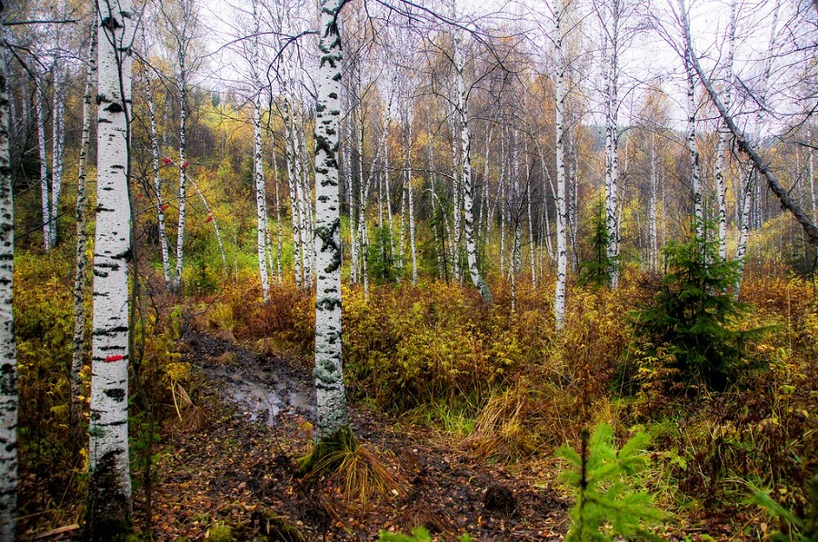 birch trees