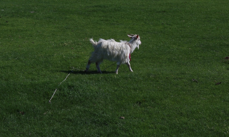 Goat