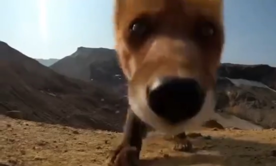 kamchatka fox