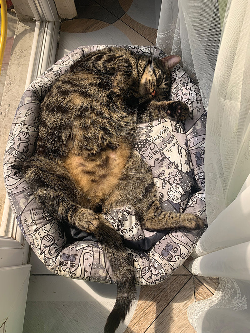 Cat in cat bed.