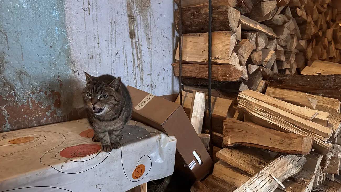 Cat on pile of firewood.