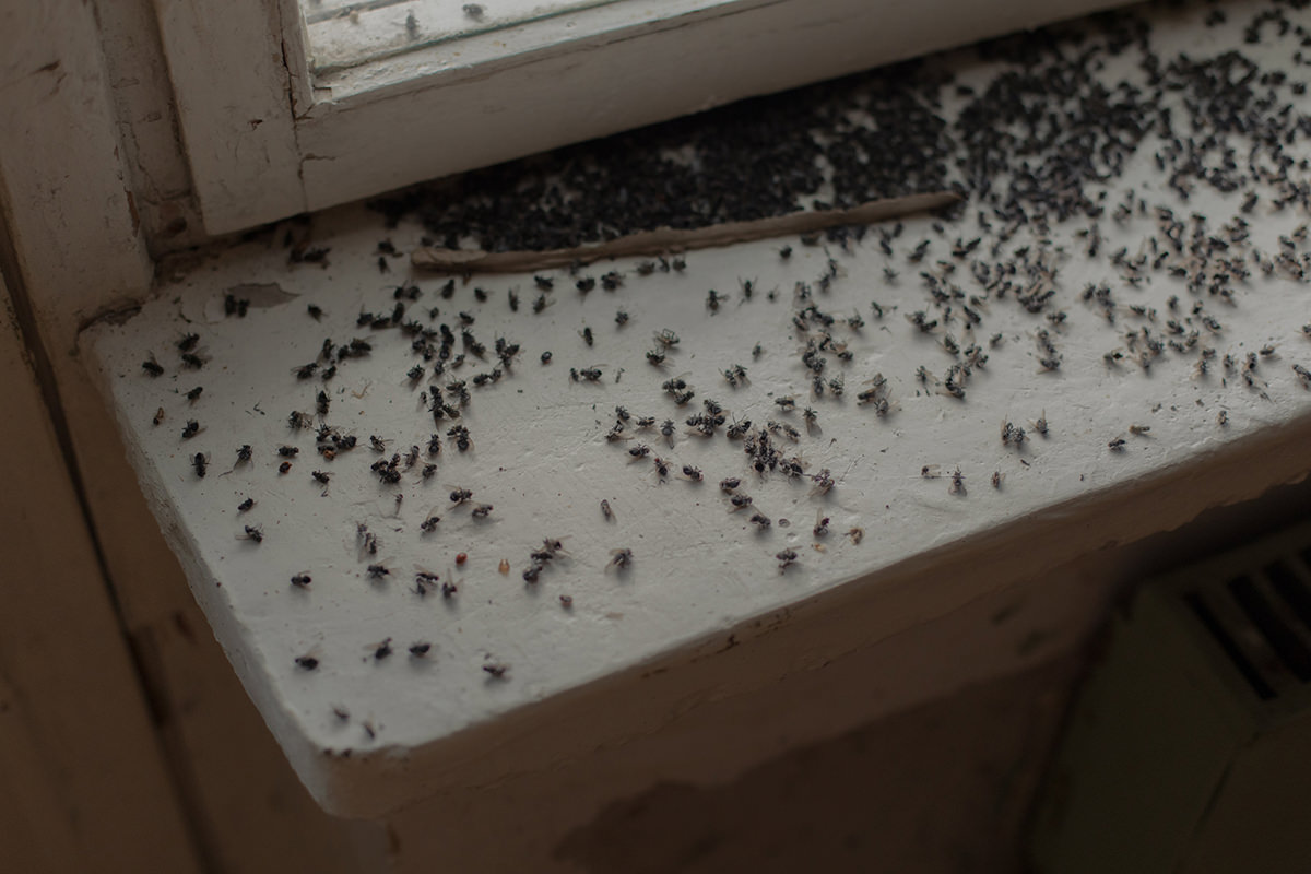 Flies on a windowsill.