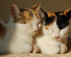 A Cat Lady with a Cause