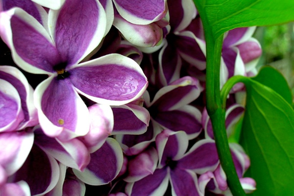 Don't Pick the Lilacs