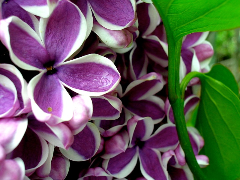 Don't Pick the Lilacs