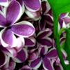 Don't Pick the Lilacs