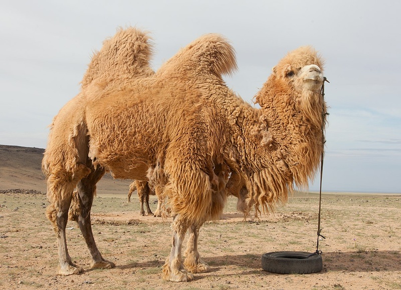 Criminal Camels