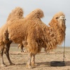 Criminal Camels