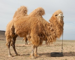 Criminal Camels