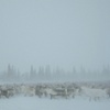 Blizzard