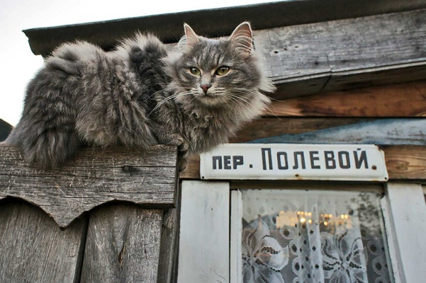 Lost Cat? Call the Duma.
