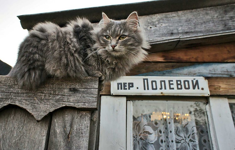 Lost Cat? Call the Duma.