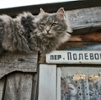 Lost Cat? Call the Duma.
