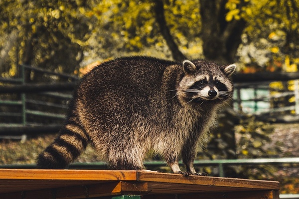 Missing Raccoon, Anyone?