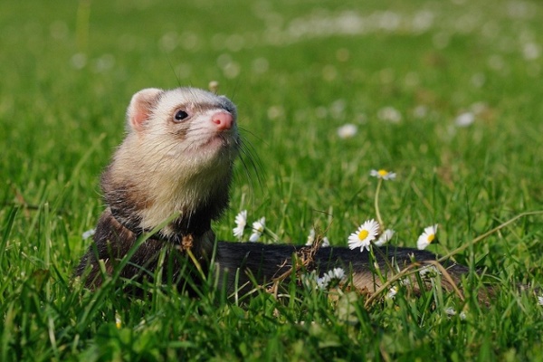 Ferreting Into Adventure