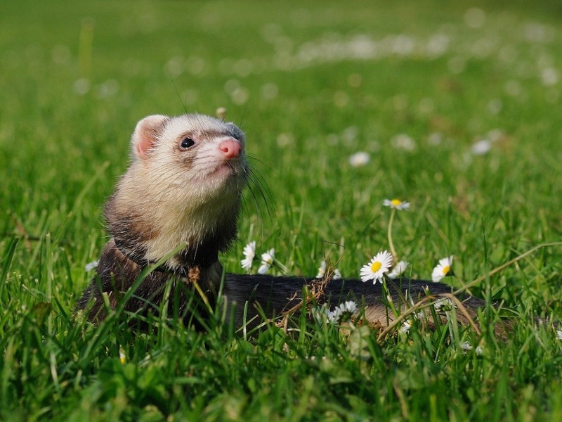 Ferreting Into Adventure