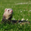 Ferreting Into Adventure