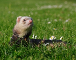 Ferreting Into Adventure