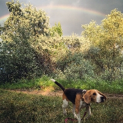 Beagle